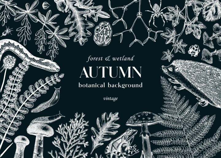 Sketched autumn background on chalkboard. Forest wildlife. Vector illustration with woodland animals, ferns, mushrooms, fall leaves, and autumn plant sketches. Vintage banner, card, design template.
